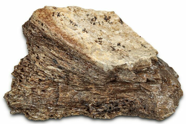 Fossil Tyrannosaur (T rex) Bone Section - Wyoming #328691